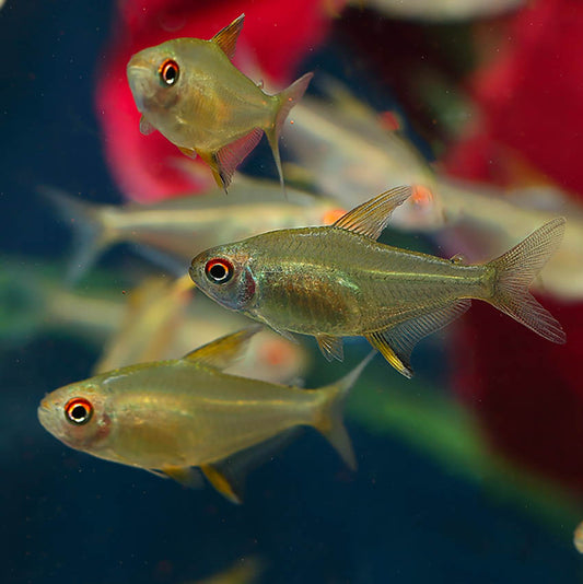 LEMON TETRA 3.5cm