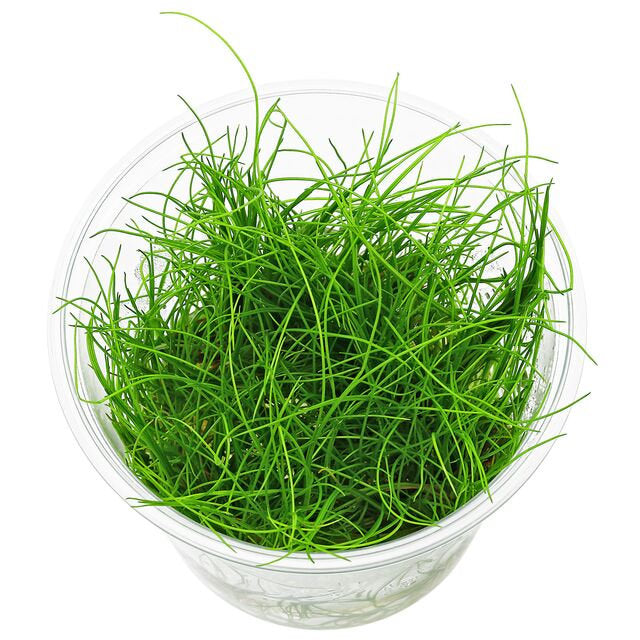 ELEOCHARIS MINI GRASS TISSUE CULTURE CUP PLANT