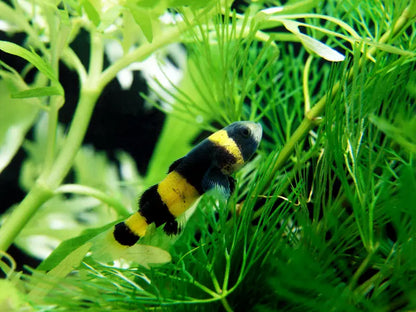 BUMBLEBEE GOBY