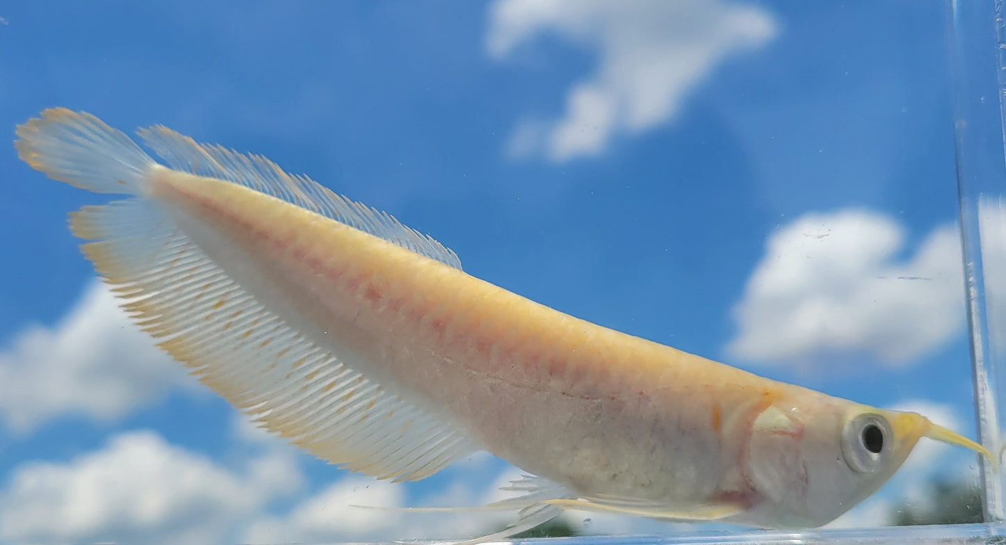 ALBINO AROWANA 18cm-20cm