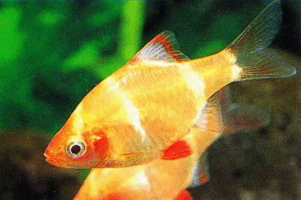 TIGER BARB FISH 3.5cm