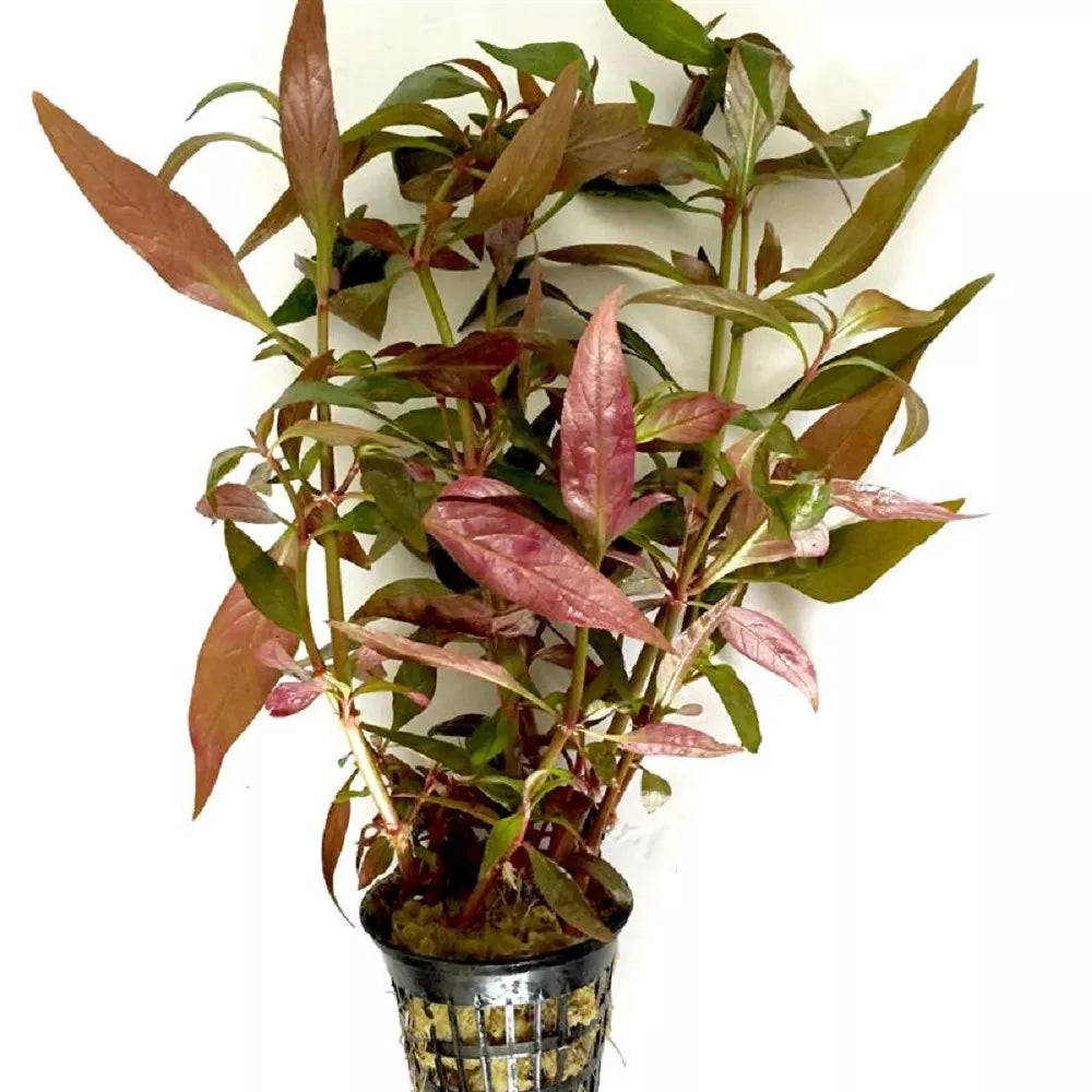 Althernanthera Liliensis Pot Plant