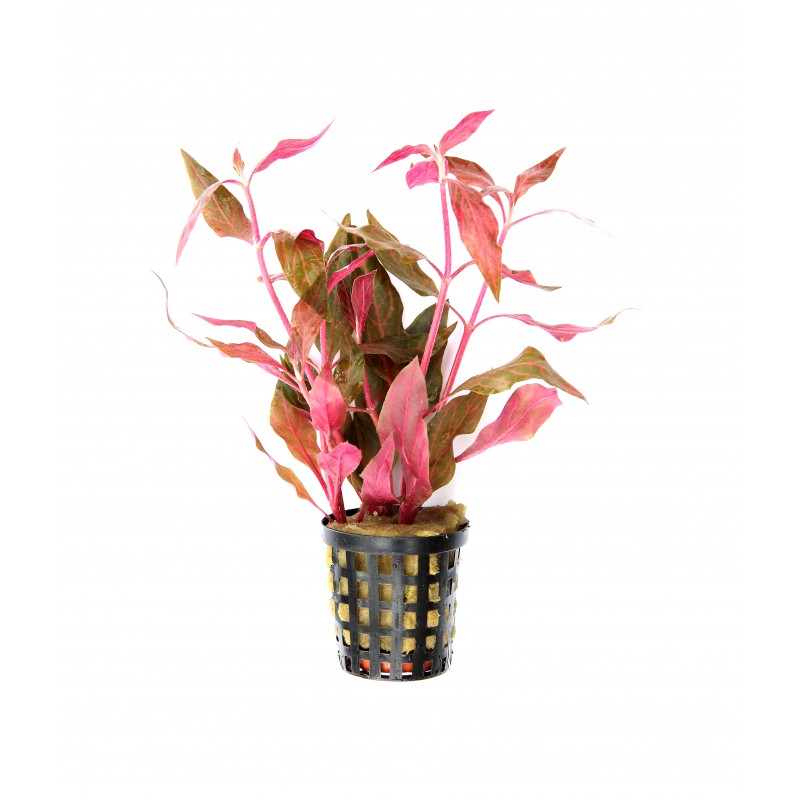 Althernanthera Liliensis Pot Plant