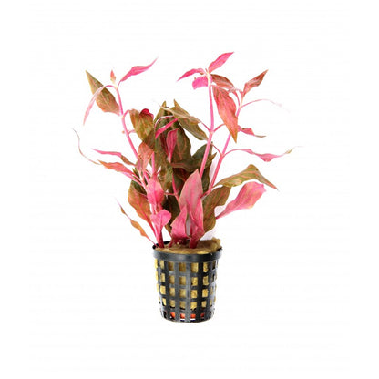 Althernanthera Liliensis Pot Plant