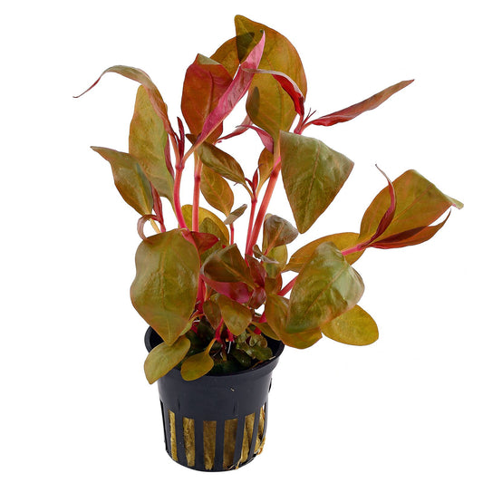 Althernanthera Liliensis Pot Plant
