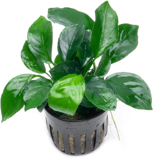Anubias Barteri Broad Leaf Pot Plant