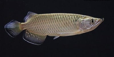 Pearl Arowana Fish 18cm GOLDEN DREAM AQUARIUM