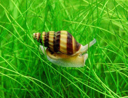 ASSASIN SNAIL