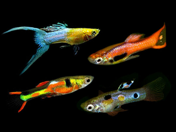 ENDLER GUPPY 2.5cm