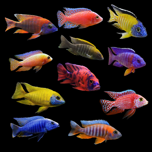 MALAWI FISH 10-12CM