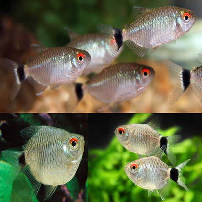 BALOON RED EYE TETRA