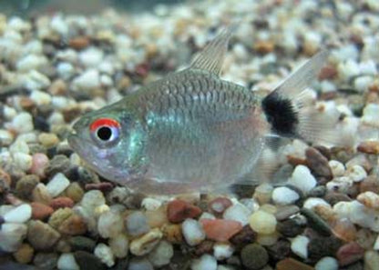 BALOON RED EYE TETRA