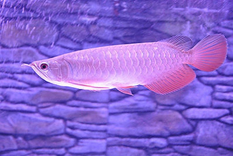 BANJER RED AROWANA 18cm