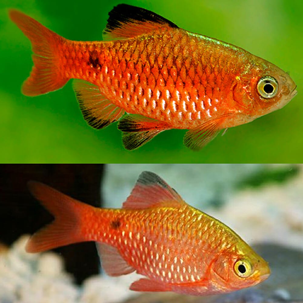 GOLDEN ROSY BARB