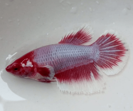 Betta Halfmoon Female