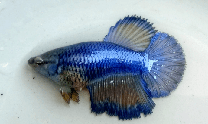 Betta Halfmoon Female