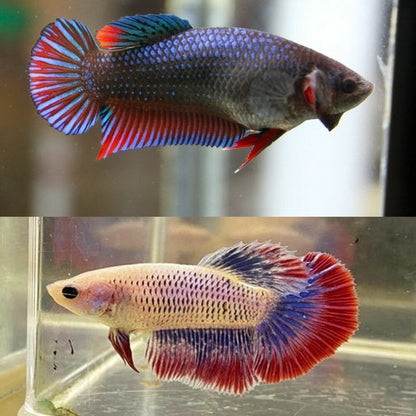 Betta Halfmoon Female