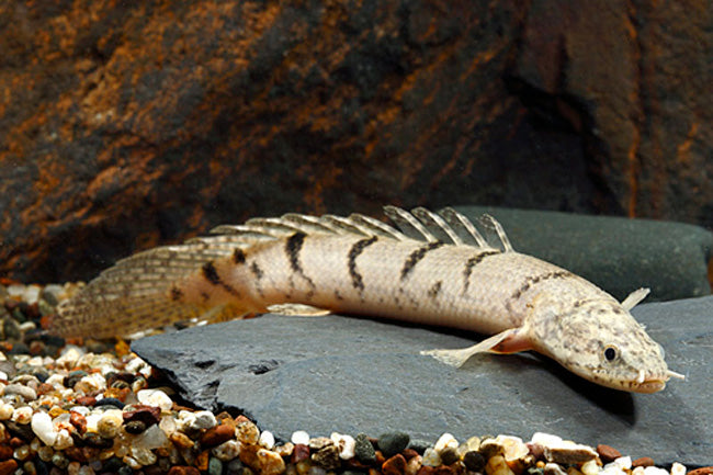 TIGER BICHIR 15-18cm