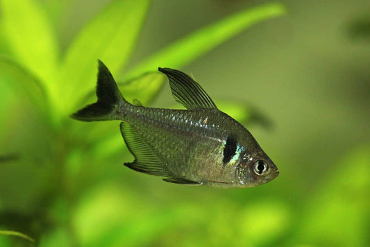 BLACK PHANTOM TETRA