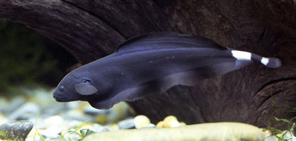 BLACK GHOST KNIFE FISH 5-7cm