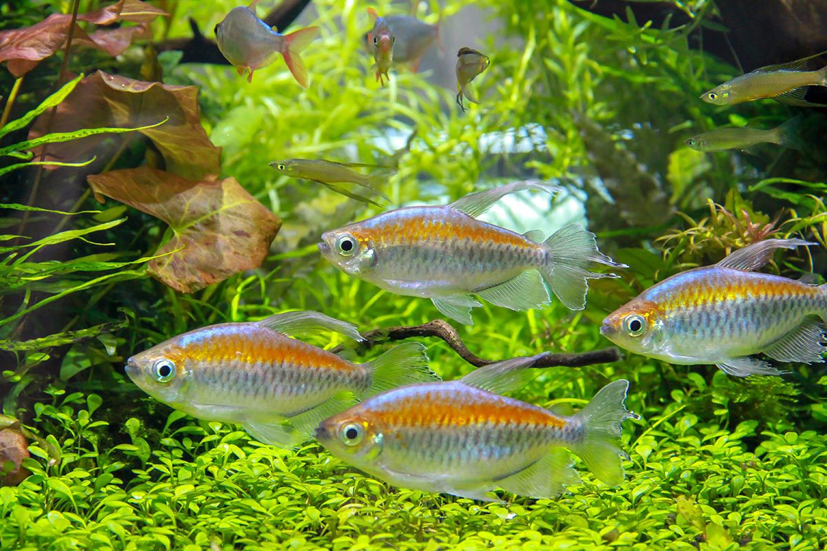 CONGO TETRA FISH