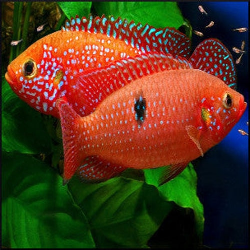 BALOON JEWEL CICHLIDS