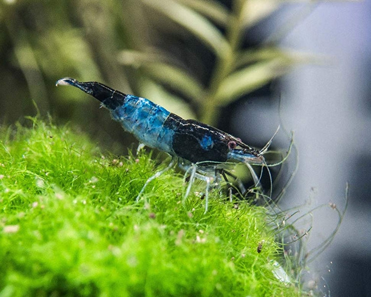 RILI SHRIMPS 1.5cm