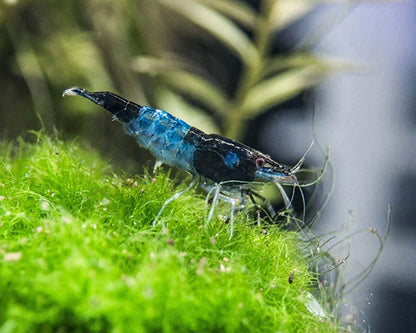 RILI SHRIMPS 1.5cm