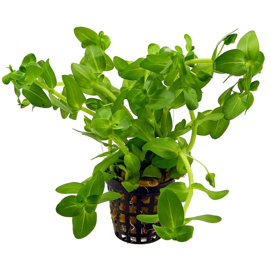 Bacopa Caroliniana Pot Plant