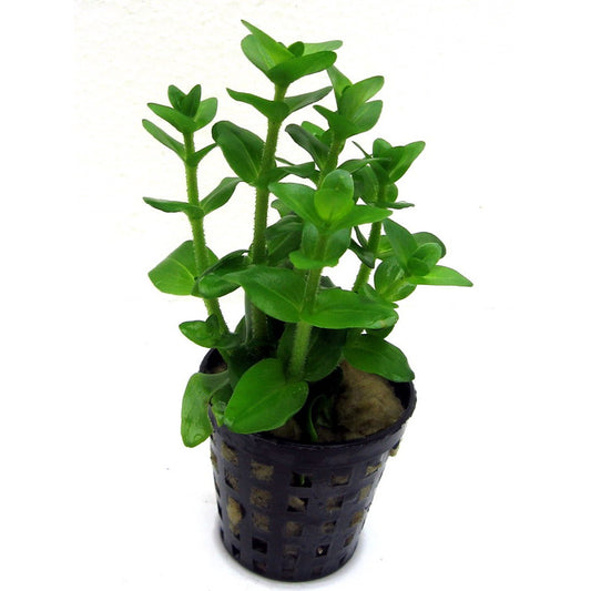 Bacopa Lanigera Variegata Pot Plant