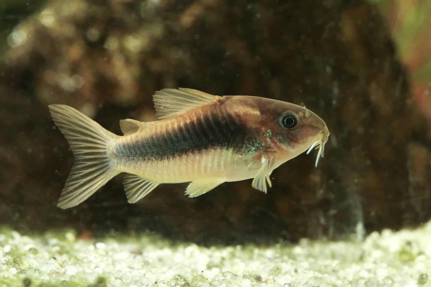 CORYDORAS