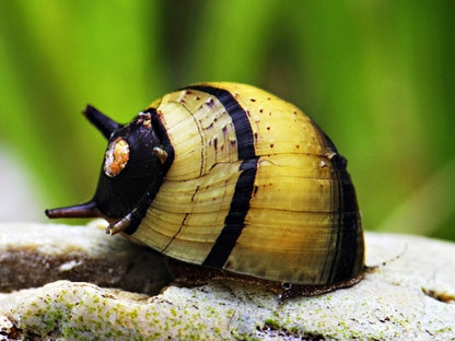 HORN SNAIL