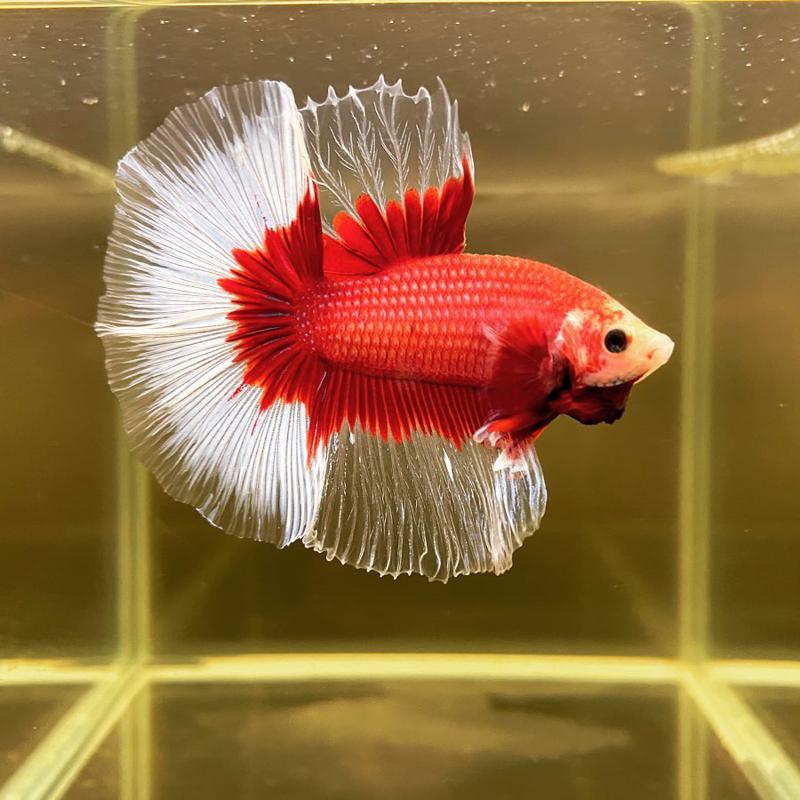 HALFMOON BUTTERFLY RED BETTA