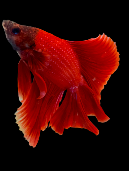 FULLMOON RED BETTA