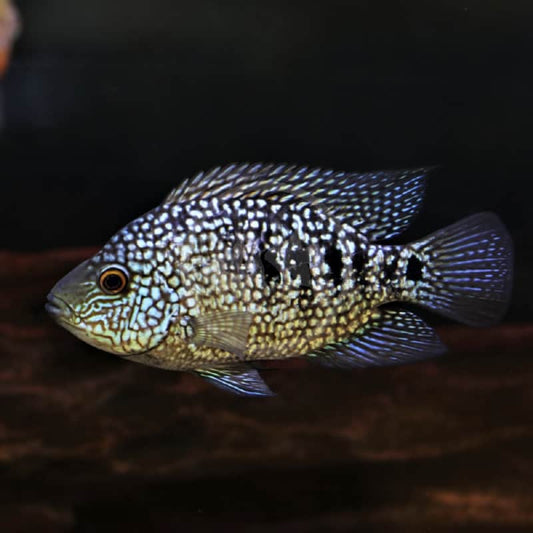 GREEN TEXAS CICHLID 8-10cm