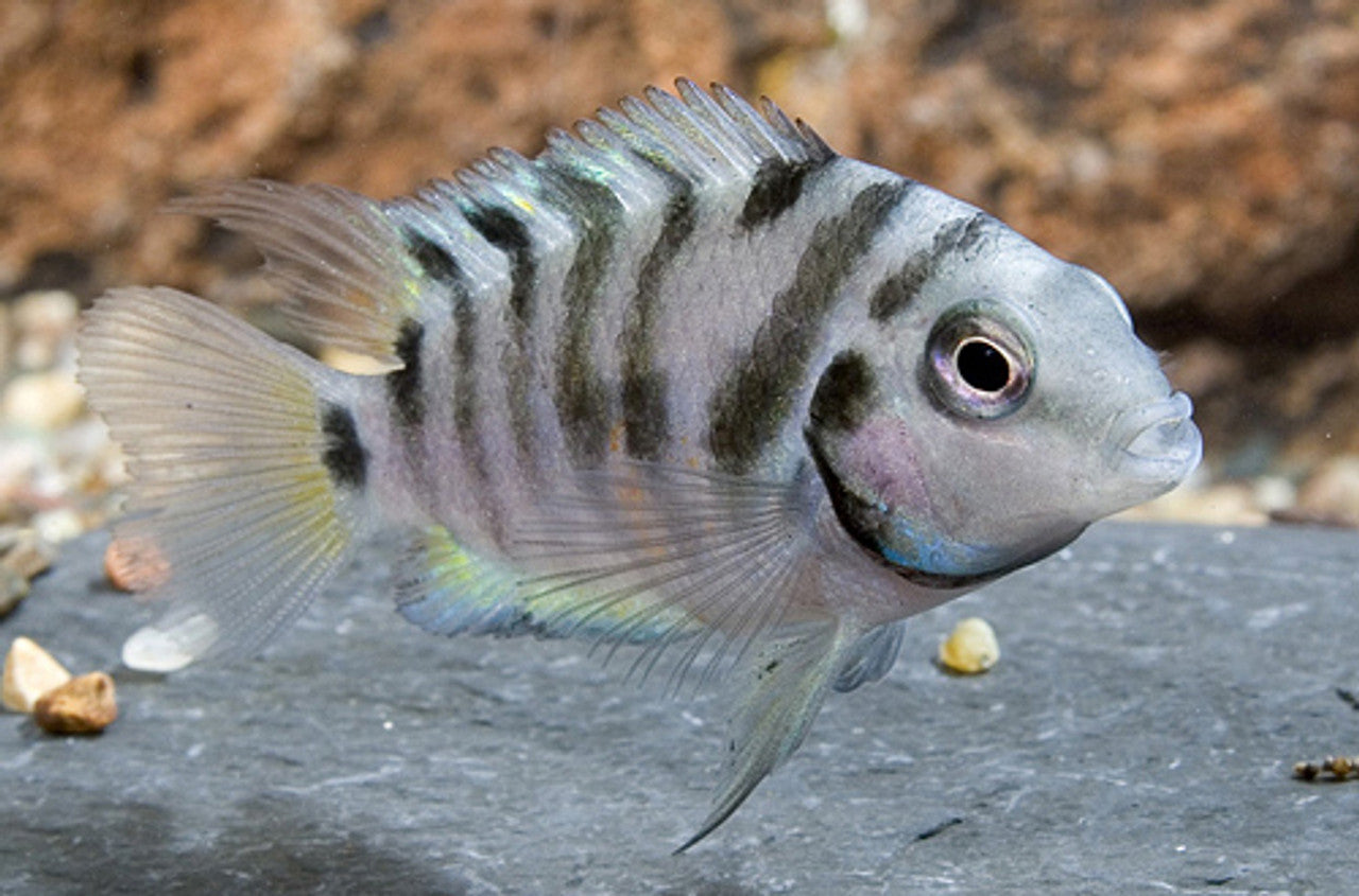 CONVICT CICHLID 5.5cm