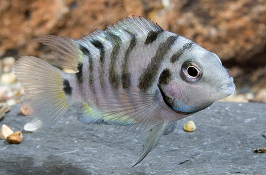 CONVICT CICHLID 5.5cm