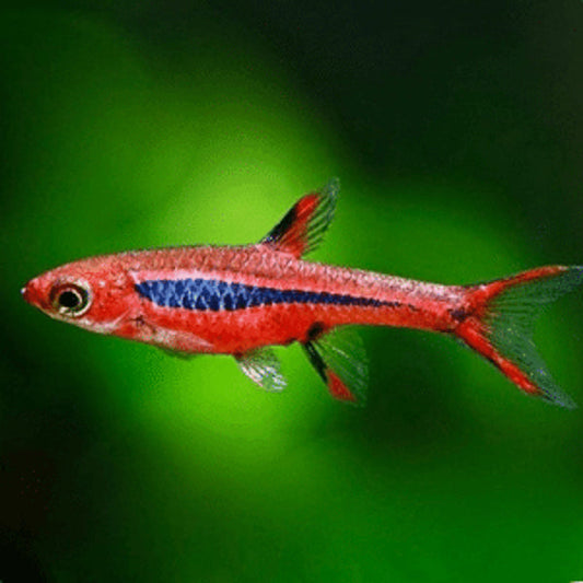 DWARF CHILLI RASBORA