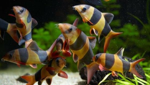 CLOWN LOACH 5.5cm-7cm