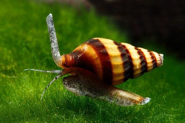 ASSASIN SNAIL