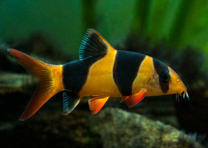 CLOWN LOACH 5.5cm-7cm