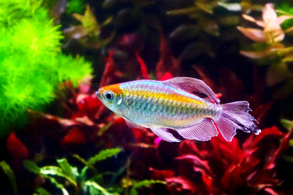 CONGO TETRA FISH