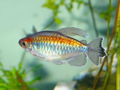 CONGO TETRA FISH