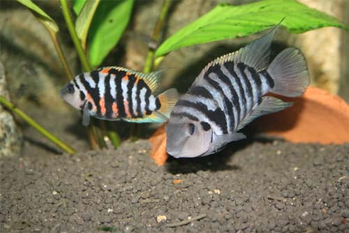 CONVICT CICHLID 5.5cm