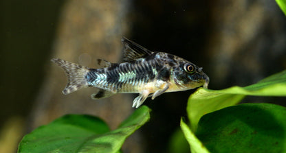 CORYDORAS