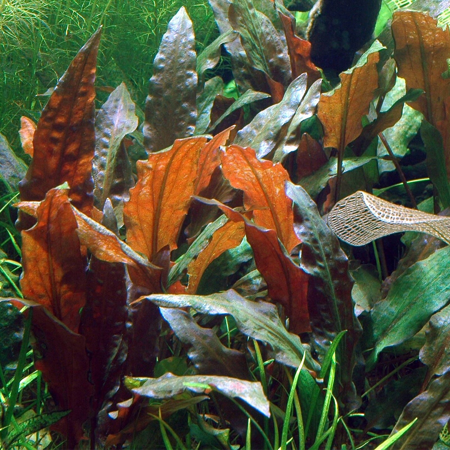 Cryptocoryne Wendtii Pot Plant