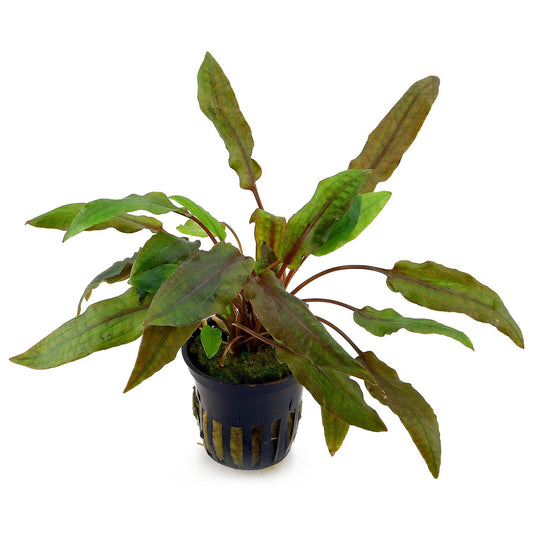 Cryptocoryne Wendtii Pot Plant