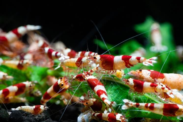 CRYSTAL SHRIMPS 1.5cm