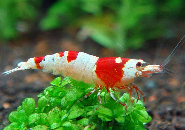 CRYSTAL SHRIMPS 1.5cm