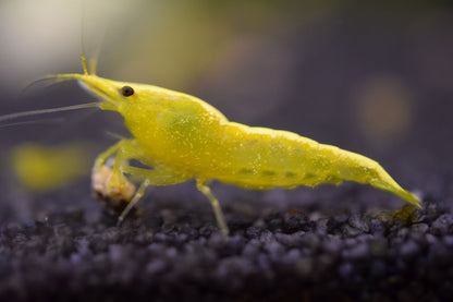 YELLOW GOLDLINE SHRIMPS 1.5cm